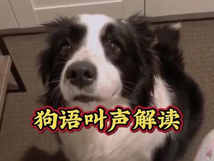 狗语叫声解读#狗狗 #养狗人 #新手养狗 #养狗经验分享