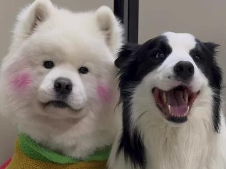 边牧:我们不是恶性犬,是饿性犬! #萨摩耶 #边牧 #狗是狗边牧是边牧