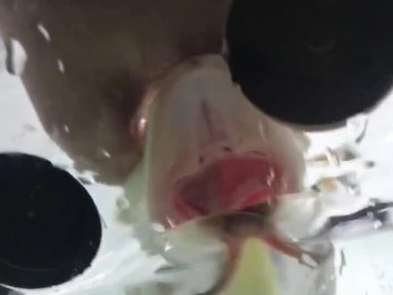 给金龙鱼急救中,老哥啊你千万不能有事,遇到这种情况跟着做能帮你挽回90%的损失#龙鱼 #金龙 #观赏鱼