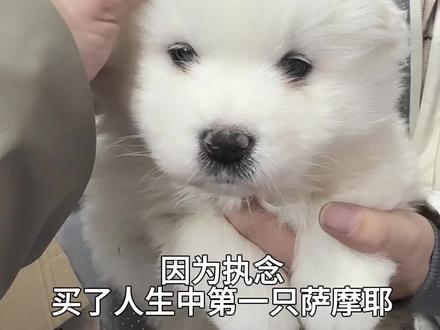 时间的参照物是我养大的小狗#萨摩耶 #小狗 #狗狗故事