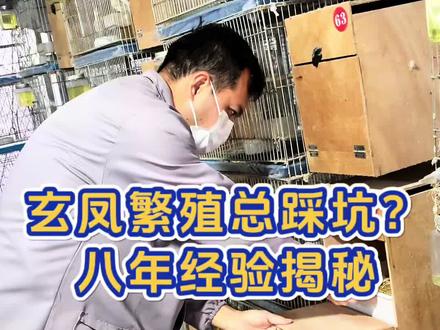 为什么受精率低,僵尸鸟难养,养不活?#鹦鹉养殖 #玄凤鹦鹉 #牡丹鹦鹉 #小太阳和尚 #鹦鹉养殖经验分享