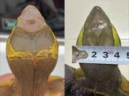 黄缘“大鸡肉头”是天生的吗?真相扎心 #黄缘闭壳龟 #国龟 #大肌肉头 #养龟经验分享 #爬宠