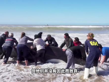 虎鲸搁浅海岸濒临死亡,几十名游客拼命救援,结局太震撼#海洋生物救助 #人与自然和谐共处 #野生动物保护 #动物救助 #神奇的动物在抖音
