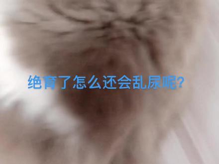 #布偶猫 #绝育后的猫 可乐绝育后第五天了,怎么还尿床呢?这蛋蛋不是白割了吧?😂😂😂