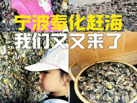 宁波奉化赶海|谁懂啊,给自己找了个爱好,遛娃是顺带的🤣 #田螺的季节 #黄泥螺 #赶海 #赶海生活 #vlog十亿流量扶持计划