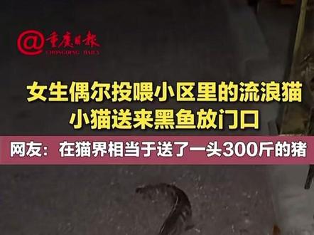 女生偶尔投喂小区里的流浪猫 小猫送来黑鱼放门口 网友:在猫界相当于送了一头300斤的猪 #温暖人间 #流浪猫 #礼尚往来 @新重庆-重庆日报