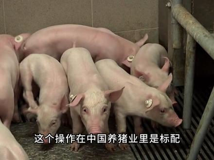 为什么有些猪肉味道很重?和杀猪方法有关系吗 #杀猪 #科普#春节世界观察 #硬核深度计划