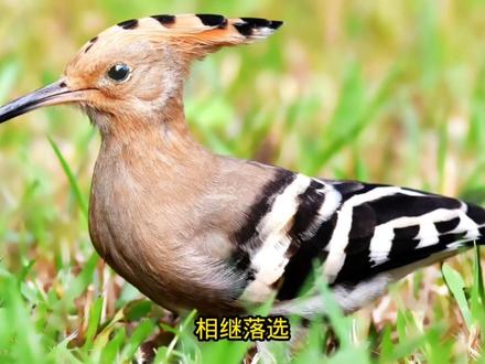 戴胜:明明颜值很高 却常常被人们誉为不祥之鸟,到底是为什么?#戴胜鸟 #保护生态环境 #保护大自然