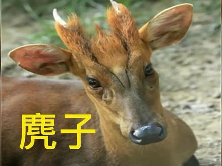 【绿色金刚台】异兽系列之四:麂--国家保护的有重要经济科学研究价值的陆生野生动物。#生态保护#绿水青山就是金山银山