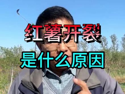 #红薯开裂 #红薯种植 #农业种植技术 #裂果 #农业种植 红薯开裂是什么原因