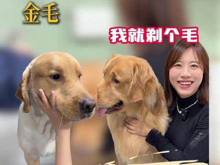 金毛爆改拉布拉多 主人有要求,我们有技术,必须安排#宠物店 #宠物洗澡 #宠物美容师 #金毛