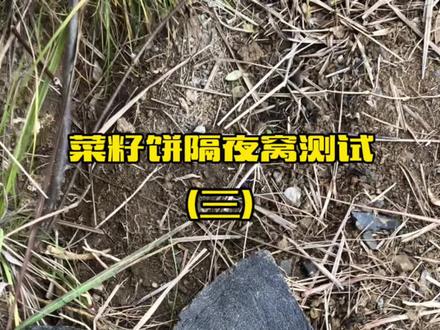 菜籽饼打窝测试(隔夜窝),鲫鲤纷纷来报到,邓刚老师诚不欺我也~#钓鱼 #野钓 #饵料窝料