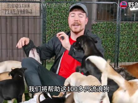 狗狗拯救行动 耗费数百万美元,只为给100条流浪狗狗找到一个家#野兽先生 #mrbeast #拯救狗狗 #流浪狗救助