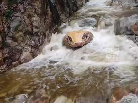景点河水中出现巨型蛇头,网友称太吓人!