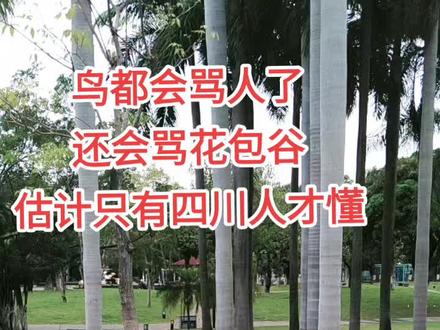 鸟都会骂人了,还会骂花包谷,估计只有四川人才明白是什么意思吧😂😂#呼吸新鲜空气 #阳光明媚的一天