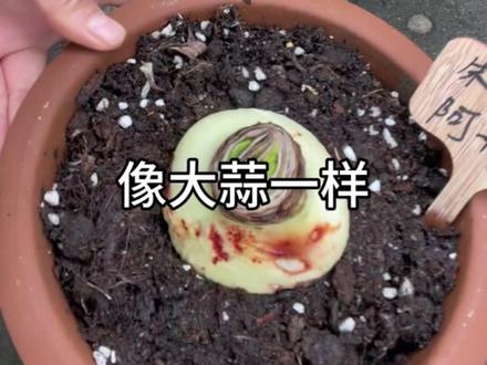 朱顶红你养过吗?#朱顶红 #阿弗雷 #养花人的乐趣 #爱生活爱养花 #日常vlog