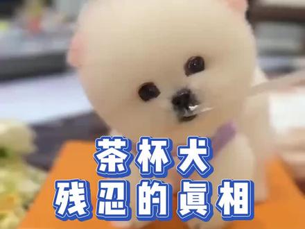 茶杯犬残忍真相#养狗人 #宠物知识 #萌宠狗狗 #养狗经验 #养狗日常