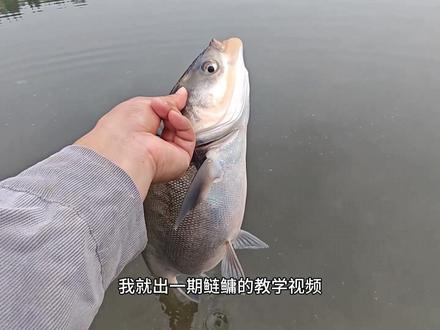 新手如何垂钓鲢鳙小爆护!陌陌找对象又快又靠谱!上面很多单身姑娘#汉鼎极越 #汉鼎真材实料放心入 #鲢鳙 #钓点分享 #船长浮票