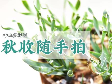 随手记录我的不靠谱园艺生活 #知识创作人