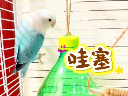 不要钱的鸟窝难道它不香吗#手工 #手养牡丹鹦鹉