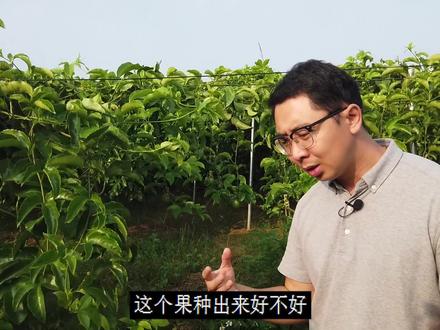 百香果长在藤上的,百香果被电商带火了,果农致富!#轻知识计划