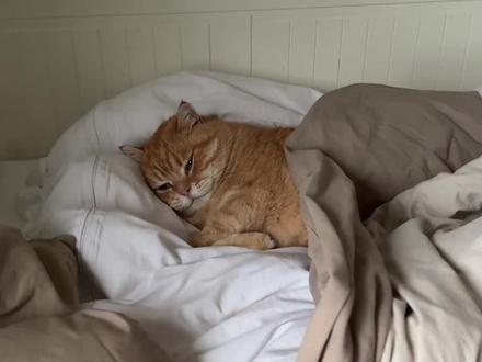 为什么说它是这个世界上最好养活的猫咪? #猫咪 #猫咪冷知识