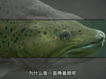 为什么鱼一直睁着眼呢?#科普 #海洋生物 #鱼眼睛
