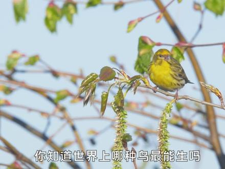 你知道鸟儿为了生存,可以繁衍有多快吗?半个月即可破壳而出#最美鸟儿#鹦鹉#小鸟孵化