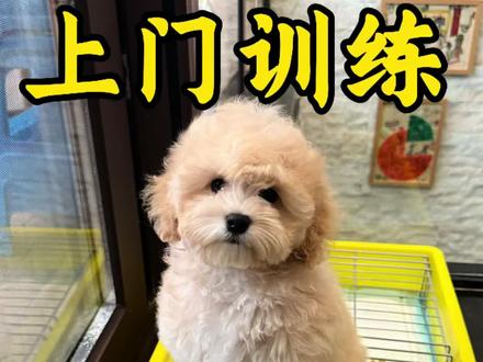 超详细教狗狗定点上厕所,3-5天就可以主动去排便#狗狗定点上厕所 #狗狗乱拉乱尿怎么训 #重庆上门训犬 #重庆宠物训练 #可卡布定点上厕所