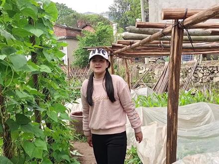 四季豆管理有小妙招,枯萎“一桶水”轻松就搞定,后期压满枝头 #种菜 #农业种植 #四季豆 #种菜小技巧