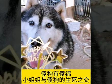 傻狗有傻福,小姐姐与傻狗的生死之交!#狗狗 #情感共鸣 #感人 #破防了 #萌宠出道计划