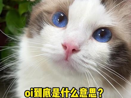 谁能告诉我oi是什么意思?#oi #热门推荐 #猫