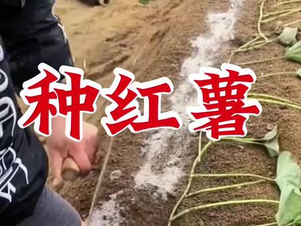 #真实经验分享计划 这样种红薯,亩产轻松超万斤#种红薯#红薯种植 #红薯大丰收 #红薯种植