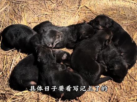 出生十多天17只德牧宝宝集体出镜,一个个的都长势喜人 #德牧幼犬 #德牧