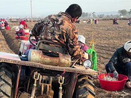 地下宝藏世界奇菜 银条菜