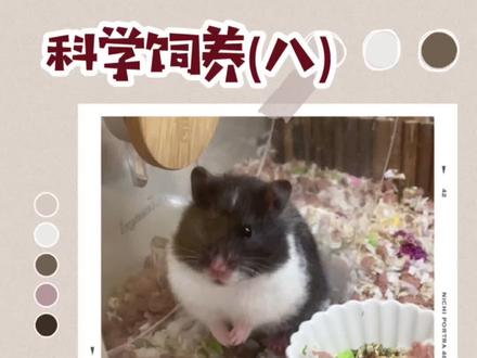 科学饲养第八集:仓鼠的体重小知识#金丝熊 #仓鼠 #养鼠日常