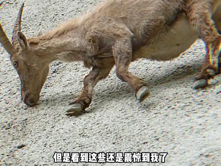 我勒个飞檐走壁啊#岩羊#攀岩#震惊