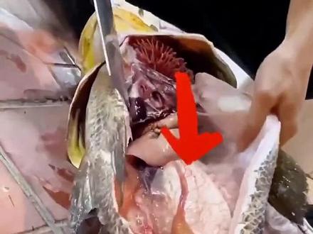 大家一看就懂的👏鱼胶是长在鱼身上的那个鱼鳔(气囊),而不是鱼肚哦#鱼胶花胶 #科普一下 #涨知识@抖音小助手