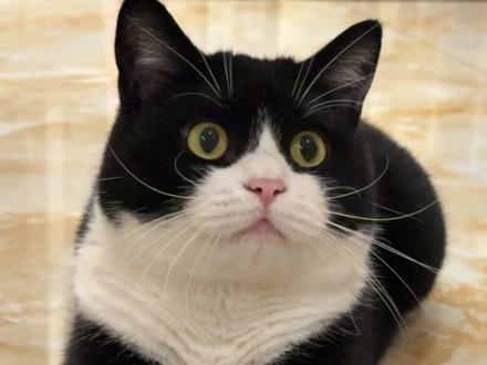 我怎么对你好感度一直上涨? #全抖音寻找玩法合伙人 #抖音玩法合伙人计划 #萌宠 #我的养宠日记 #萌到爆炸了💥