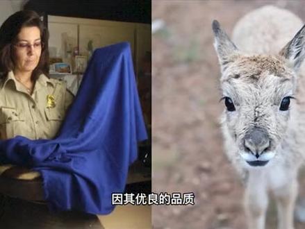 可可西里藏羚羊保卫战 #藏羚羊 #善待动物关爱生命 #奇妙的动物