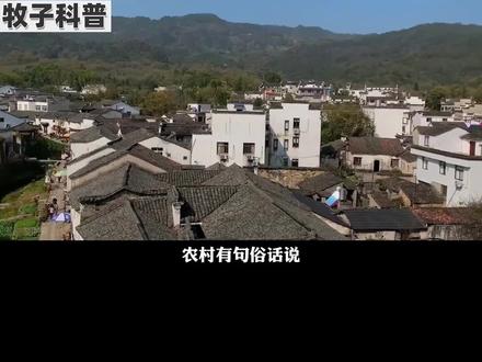 为何说“猪来穷狗来富”,猪狗究竟有何不同?猫来戴麻布是什么意思