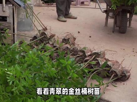 栽金丝楠木树要讲技术#金丝楠木 #园林绿化 #三农
