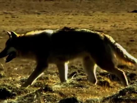 在狼王的故事里不需要解说