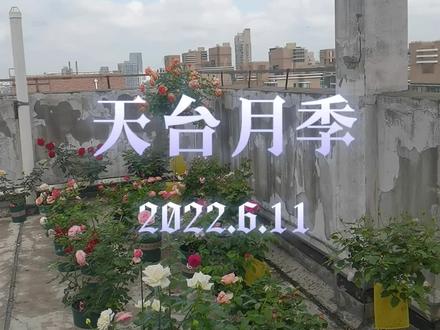第二波月季进行时,我爱阴天,花期可以久一些😜#月季 #夏洛特夫人月季 #黑魔术月季 #保罗二世 #珍妮莫罗 #凯丽 #杏让 #初妆