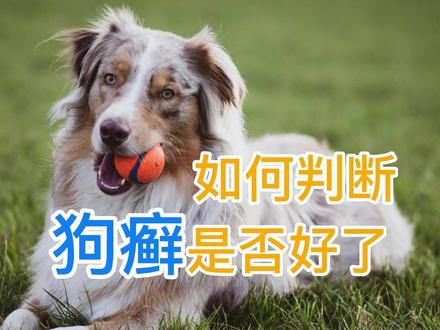 如何判断狗癣是否好了 #养狗经验分享 #狗癣