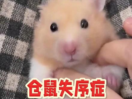 仓鼠常见问题科普系列——仓鼠失序症 #仓鼠科普 #科学养鼠 #仓鼠转圈 #仓鼠失序症 #仓鼠转圈圈