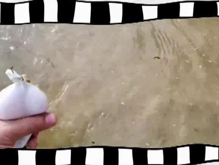 河豚:好不容易胀起来能重二两,竟然想给我放气!#动物 #冷知识 #涨知识 #奇闻奇事