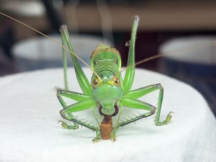 发现绿蝈蝈的新食物#过年不无聊大赏 #蝈蝈 #鸣虫文化 #绿蝈蝈 #昆虫