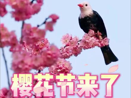 鼋头渚早樱来了 2026太湖鼋头渚樱花节3月1日到4月15日,今日早樱实拍,部分已开两成,如果气温合适,很快就会大面积开放。#鼋头渚 #鼋头渚樱花 #无锡文旅 #无锡旅游 #樱花