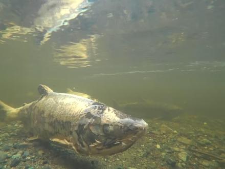 我滴个鲑鲑! #动物世界 #光遇 #光遇迁徙季 #光遇与自然共生